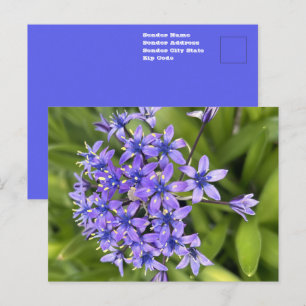 Carte Postale Fleurs de Scille portugaise en gros plan, Photo de