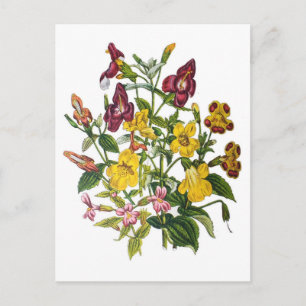 Carte Postale Fleurs de singes
