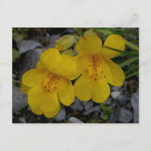 Carte Postale Fleurs de singes, île Unalaska
