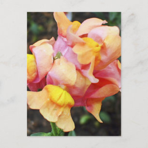 Carte Postale Fleurs de Snapdragon Orange Lumineux