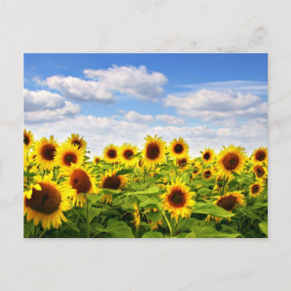 Carte Postale Fleurs de soleil