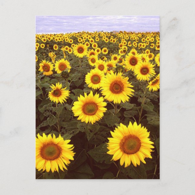 Carte Postale Fleurs de soleil (Devant)