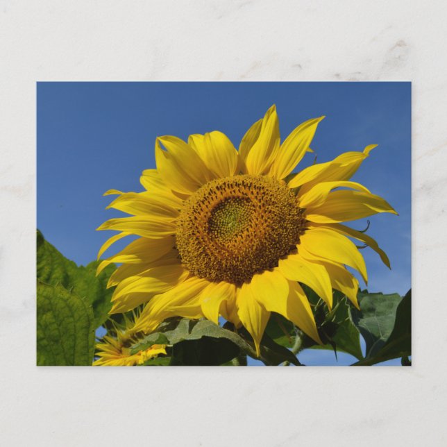 Carte Postale Fleurs de soleil (Devant)