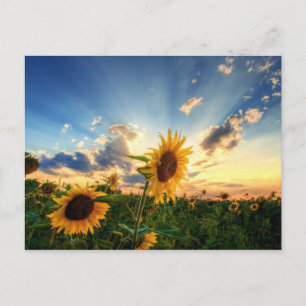 Carte Postale Fleurs de soleil