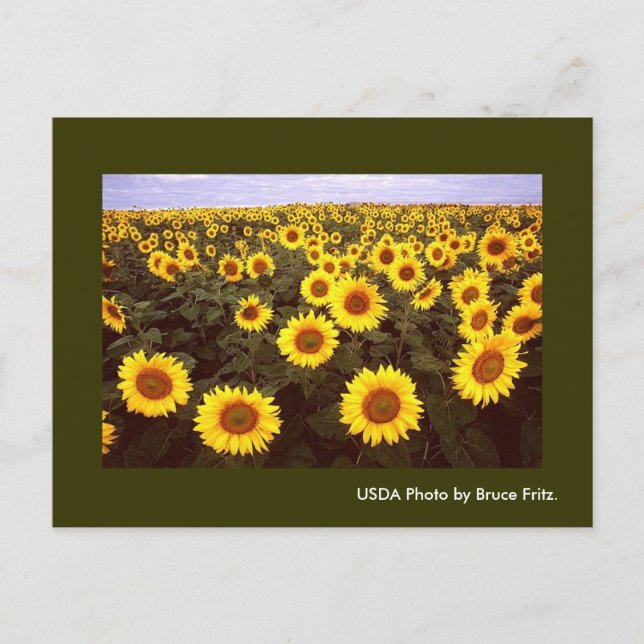 Carte postale / Fleurs de soleil à Fargo North Dak (Devant)