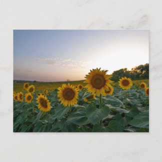 Carte Postale Fleurs de soleil à l'affiche du crépuscule