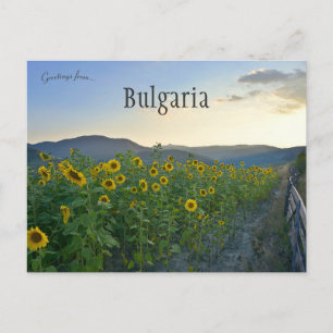 Carte Postale Fleurs de soleil dans le Devin Bulgarie