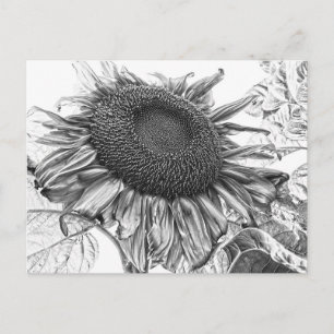 Carte Postale Fleurs de soleil géantes Vintage Art noir et blanc