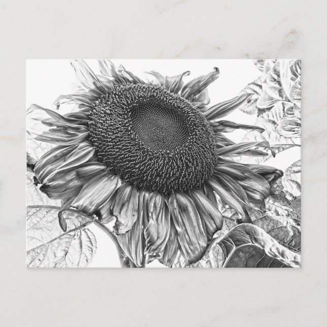 Carte Postale Fleurs de soleil géantes Vintage Art noir et blanc (Devant)