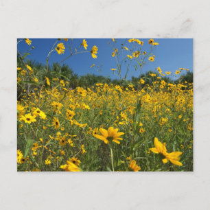 Carte Postale Fleurs de soleil marécageuses