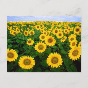 Carte Postale Fleurs de soleil pour toujours