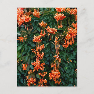 Carte Postale Fleurs de trompette