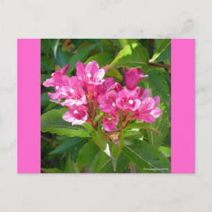 Carte Postale Fleurs de trompette roses