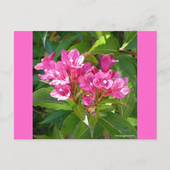 Carte Postale Fleurs de trompette roses (Devant)