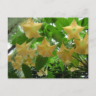 Carte Postale Fleurs de trompettes d'ange