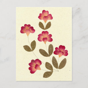 Carte Postale Fleurs de tube rose pâle