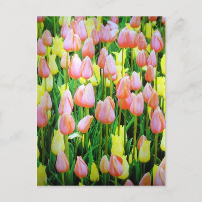 Carte Postale fleurs de tulipe (Devant)