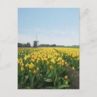 Fleurs de Tulipe Jaune Terrain & Windmill Holland