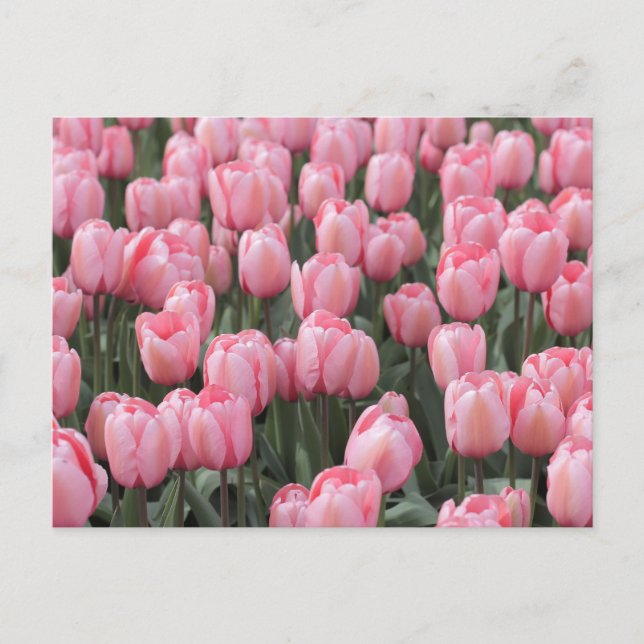 Carte Postale Fleurs de tulipes à ressort rose (Devant)