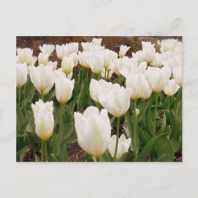 Carte Postale Fleurs de tulipes blanches (Devant)