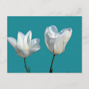 Carte Postale fleurs de tulipes blanches sur fond bleu aqua