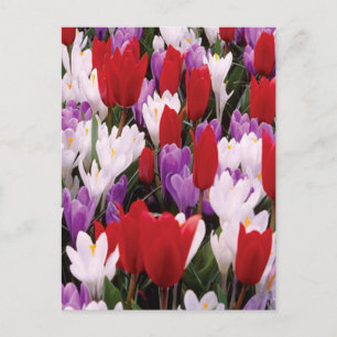Carte postale Fleurs de tulipes colorées