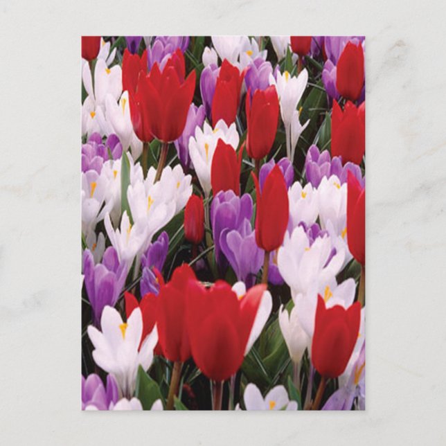 Carte postale Fleurs de tulipes colorées (Devant)
