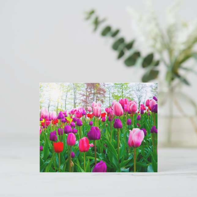 Carte Postale Fleurs de tulipes florissantes au printemps (Debout devant)