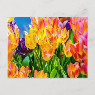 Carte Postale Fleurs de tulipes - Prospérer