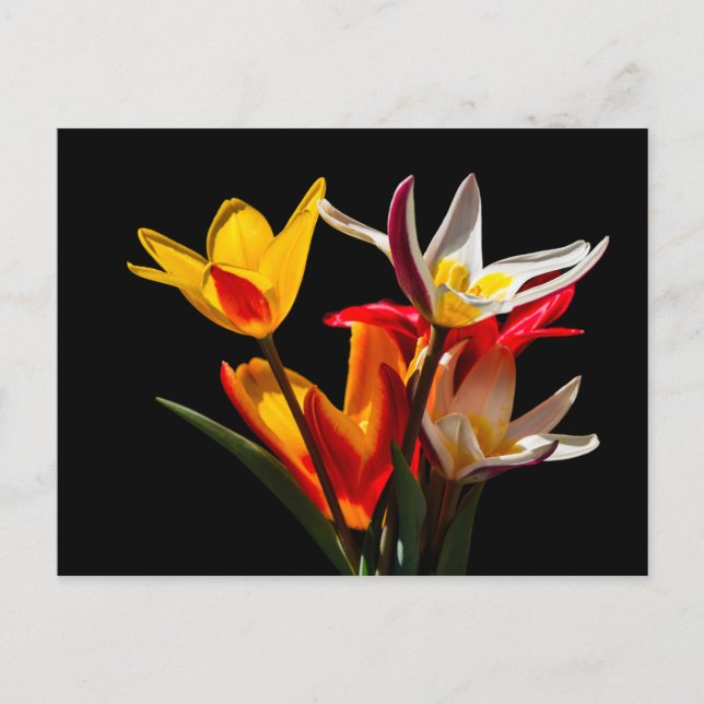 Carte Postale Fleurs de tulipes sur fond noir (Devant)