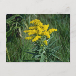 Carte Postale fleurs de verge d'or jaune (Solidago Sp.)