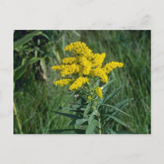 Carte Postale fleurs de verge d'or jaune (Solidago Sp.) (Devant)
