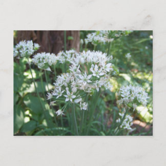 Carte Postale Fleurs de vises