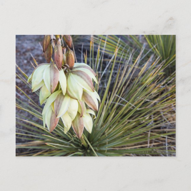 Carte Postale Fleurs De Yucca À Soaptree Dans Le Haut Missouri (Devant)