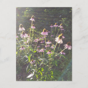 Carte Postale Fleurs d'échinacée au soleil