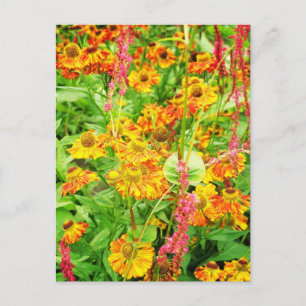 Carte Postale Fleurs d'échinacée jaune