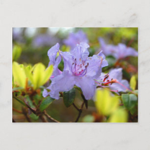 Carte Postale Fleurs des Highlands écossais