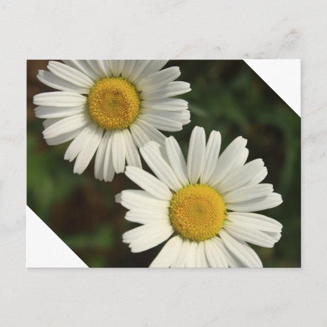 Carte Postale Fleurs d'été de marguerite blanche (Devant)
