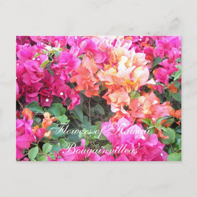 Carte Postale Fleurs d'Hawaï (Devant)