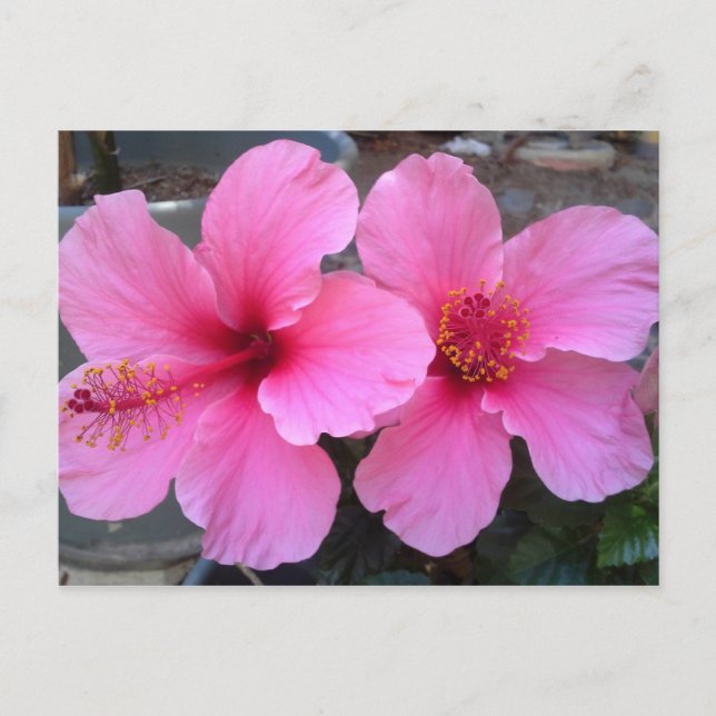 Carte Postale Fleurs d'Hibiscus roses (Devant)