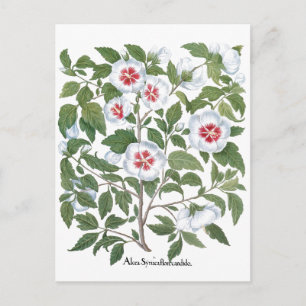 Carte Postale Fleurs d'Hibiscus Vintage par Basilius Besler