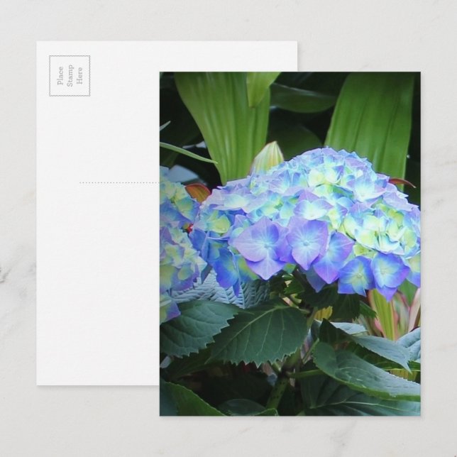Carte Postale Fleurs d'Hortensias Bleus Photographie de Fleurs N (Devant / Derrière)