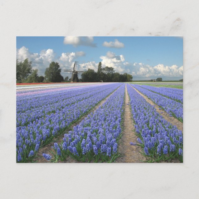 Carte Postale Fleurs d'Hyacinthe Bleues dans un champ Hollande (Devant)