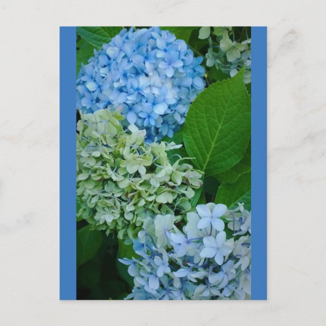Carte Postale Fleurs d'Hydrangée (Devant)