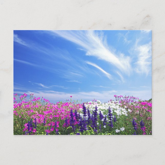 Carte Postale Fleurs Dianthus et Salvia (Devant)