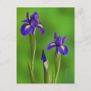 Carte Postale Fleurs d'iris