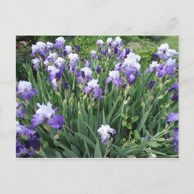 Carte Postale Fleurs d'Iris (Devant)