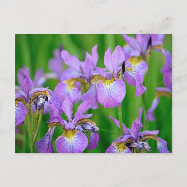 Carte Postale Fleurs d'iris en fleurs de couleur lilas  (Devant)