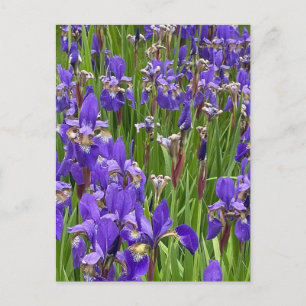 Carte Postale Fleurs d'Iris Violettes Photographie de la Nature