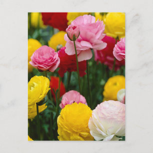 Carte postale Fleurs d'oeillets colorées